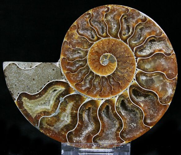 Crystal Lined Ammonite Fossil (Half) #22761